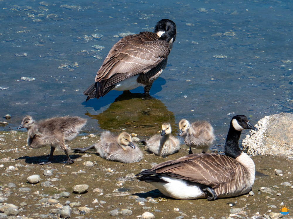Geese and goslings in Gibsons Harbour in Gibsons, BC.