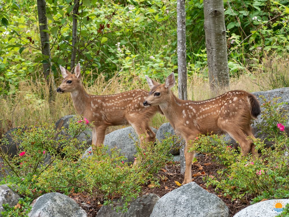 Two deer fawn standing in a residential flower garden.