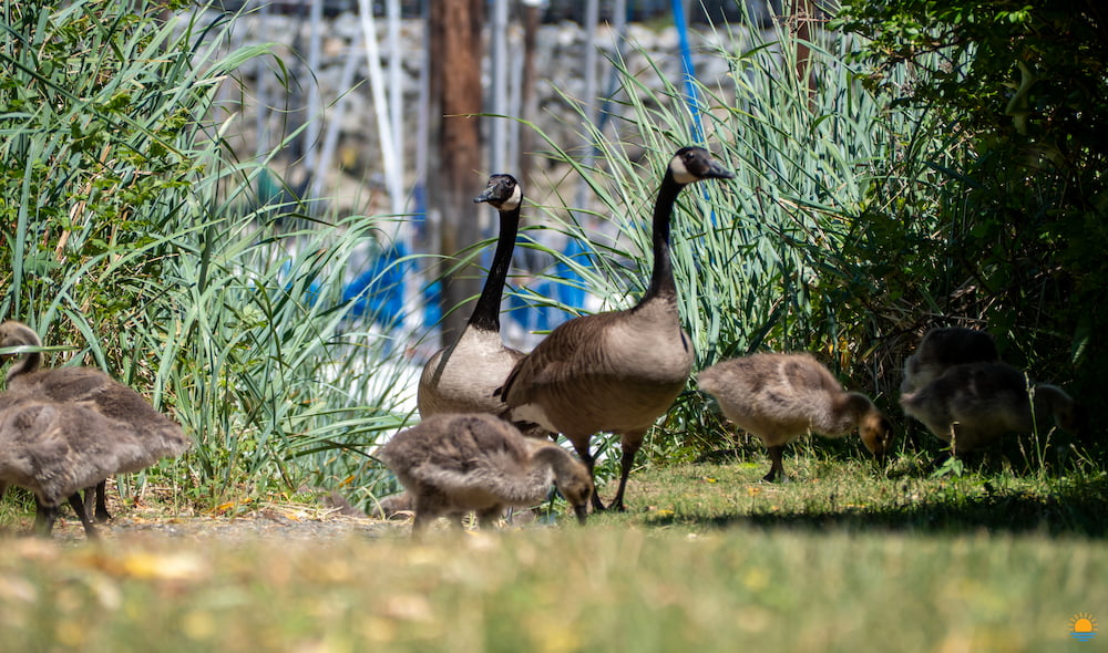 Family of geese at Labonte Park in Gibsons, BC.